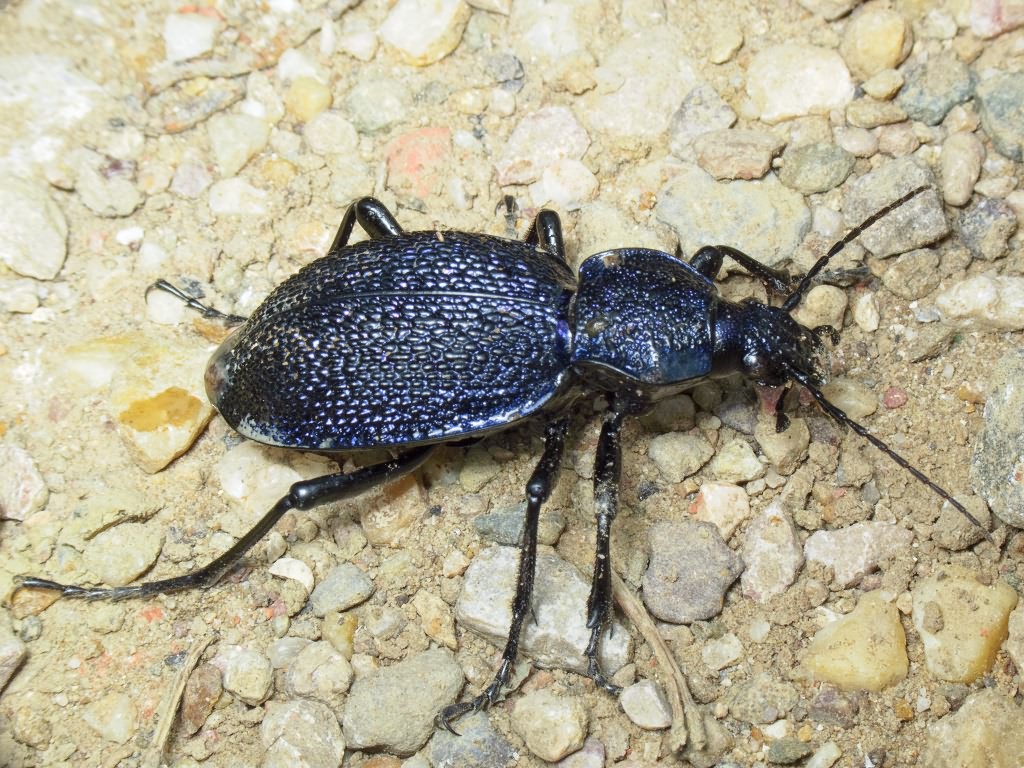 Carabus scabrosus tauricus Bonelli, 1810